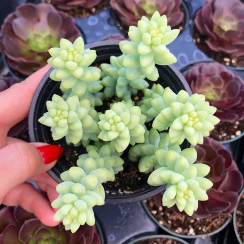 4" Sedum Burrito / Donkey Tail Trailing Succulent Plant