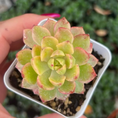 Sedeveria Letiza Variegata / Rare Korean Variegated Succulent